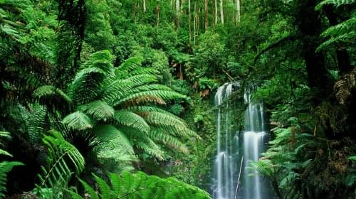 images/dwt_jungles_inner.2019-06-06 15:09:10.457665.jpg